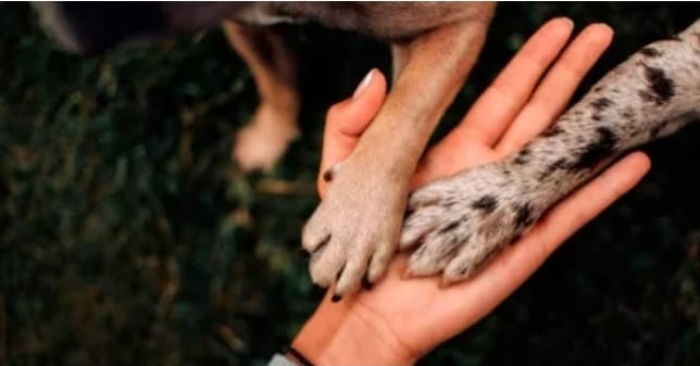 Paraguay hace historia: ponen en marcha el primer Registro Nacional de Agresores de Animales