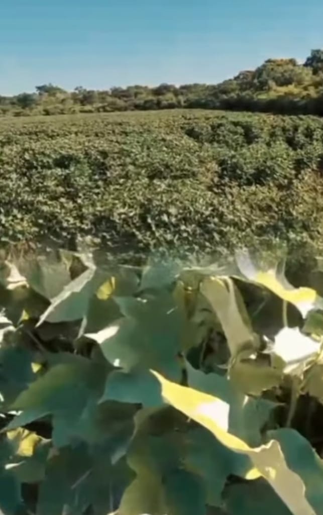 Fuerte impulso a la producción algodonera en Buena Vista con apoyo provincial y trabajo local