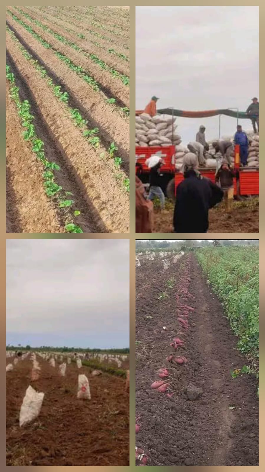 El trabajo de la batata en El Espinillo: una actividad que moviliza a muchas familias