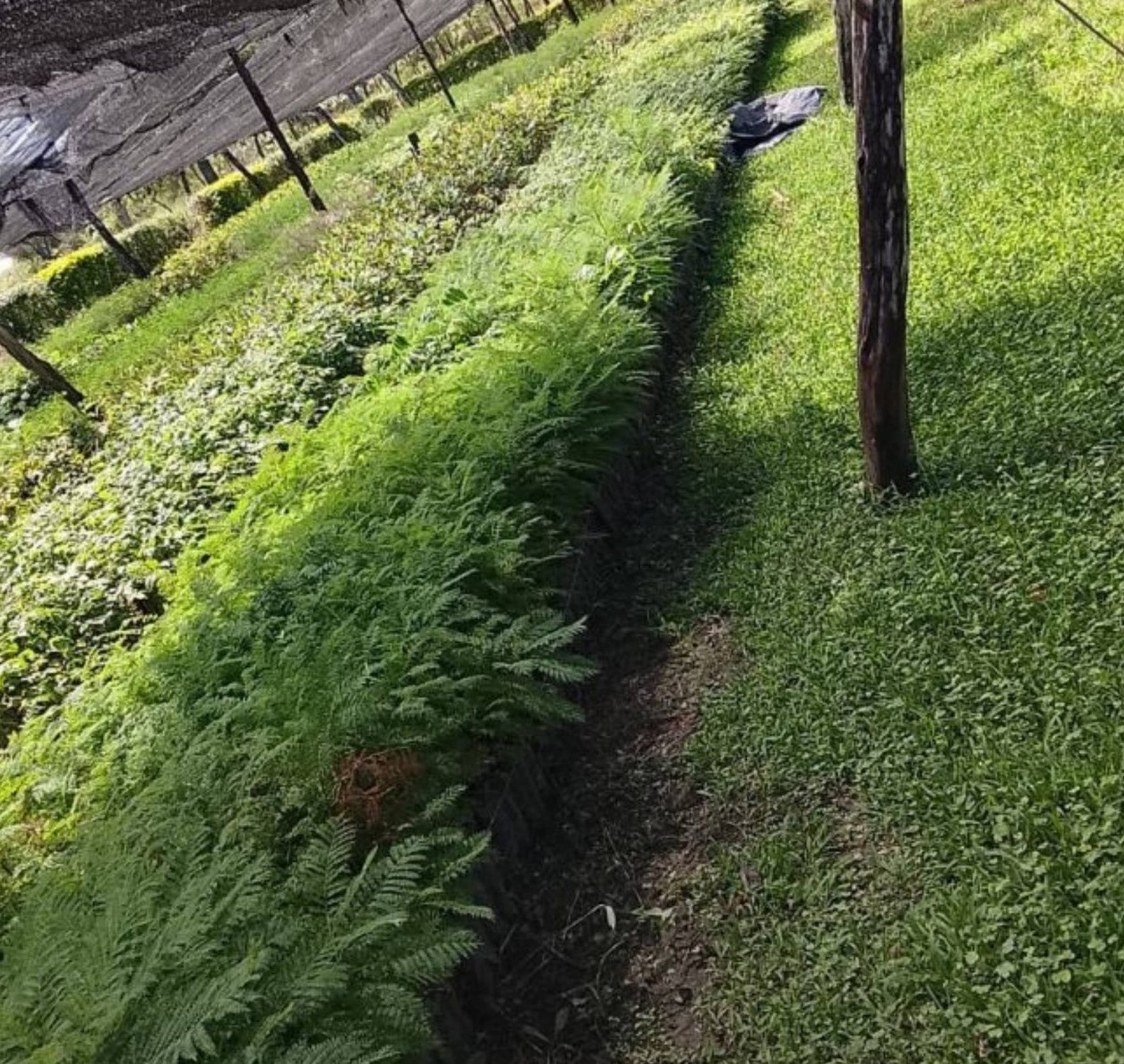 Misión Tacaaglé avanza con una fuerte política ambiental y forestación comunitaria