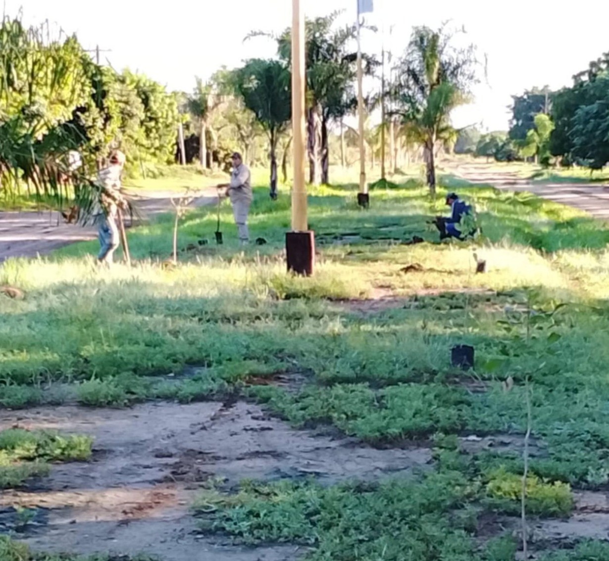 REFORESTACIÓN URBANA EN MISIÓN TACAAGLÉ