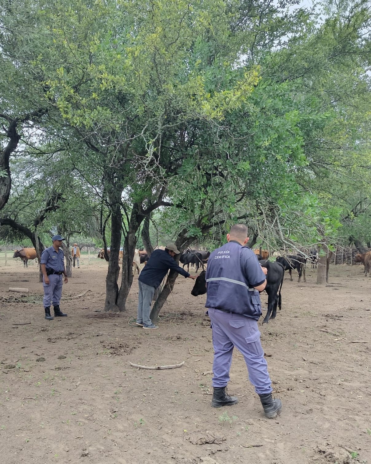 Recuperan un toro robado tras operativo policial en zona rural de El Chorro