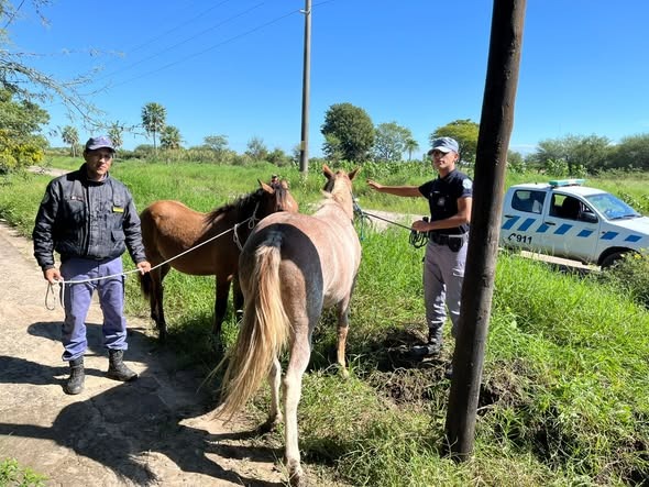 SECUESTRO PREVENTIVO DE EQUINOS SUELTOS EN BARRIO URBANIZACIÓN SAN ISIDRO