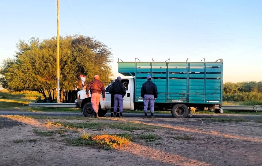 Secuestran camión que transportaba hacienda sin habilitación .