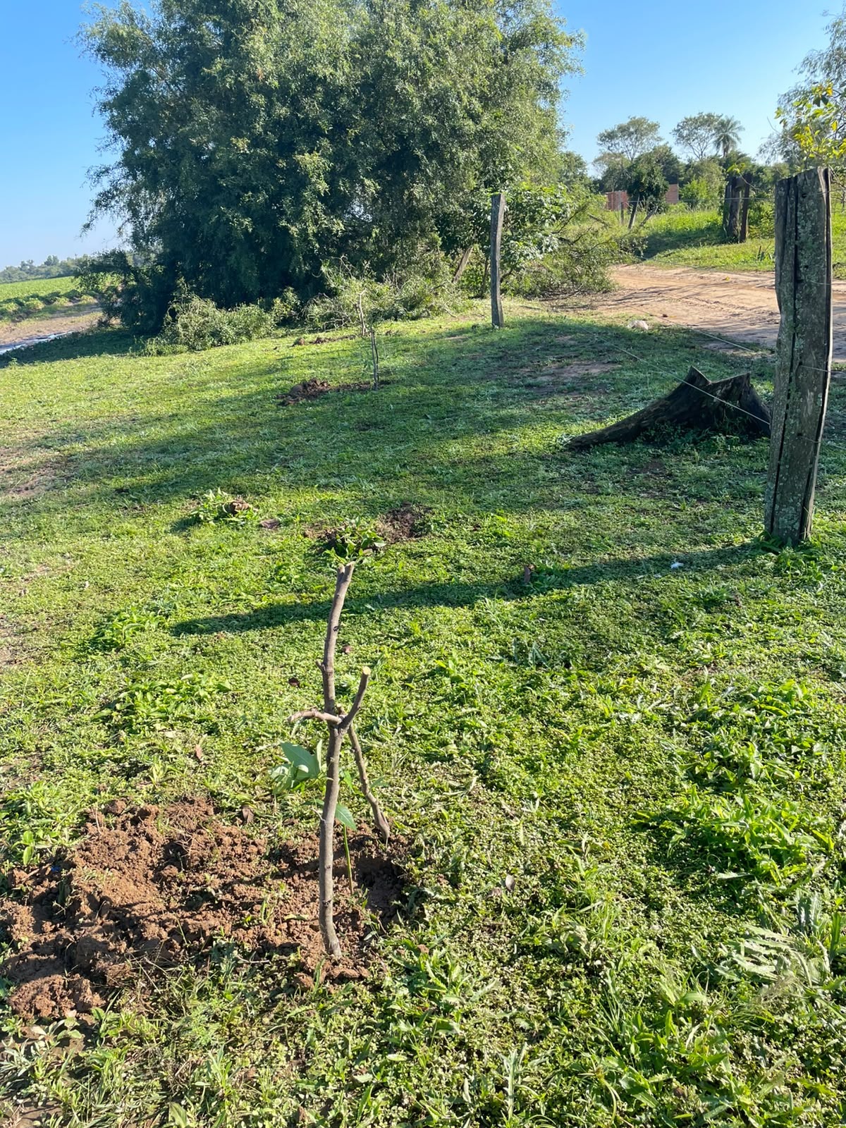 Un gesto de amor por Apayerey: vecinas plantan árboles en el Paseo de la Comunidad