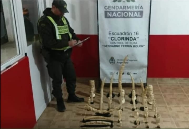 ¡CONTRABANDO DE "ORO BLANCO"! HALLAN 43 PIEZAS DE MARFIL EN FORMOSA