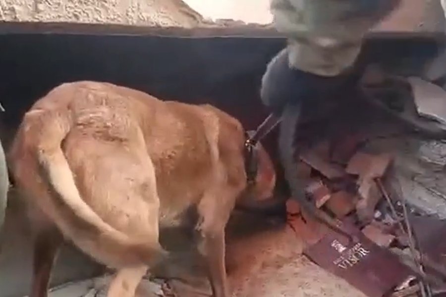 Perro rescatista argentino fue clave para salvar a dos niños tras el terremoto en Venezuela