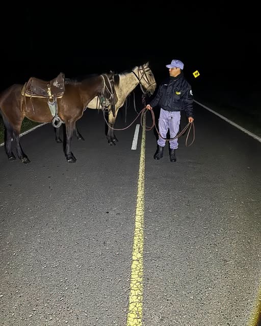 Buena Vista: retiraron caballos sueltos de la Ruta 86 y evitaron un posible siniestro vial