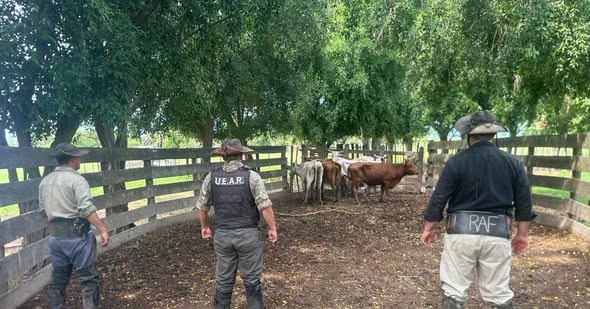 LAGUNA BLANCA: LA POLICÍA HALLÓ SEIS VACUNOS PROVENIENTES DE PARAGUAY Y SERÁN RESTITUIDOS A SU PROPIETARIO